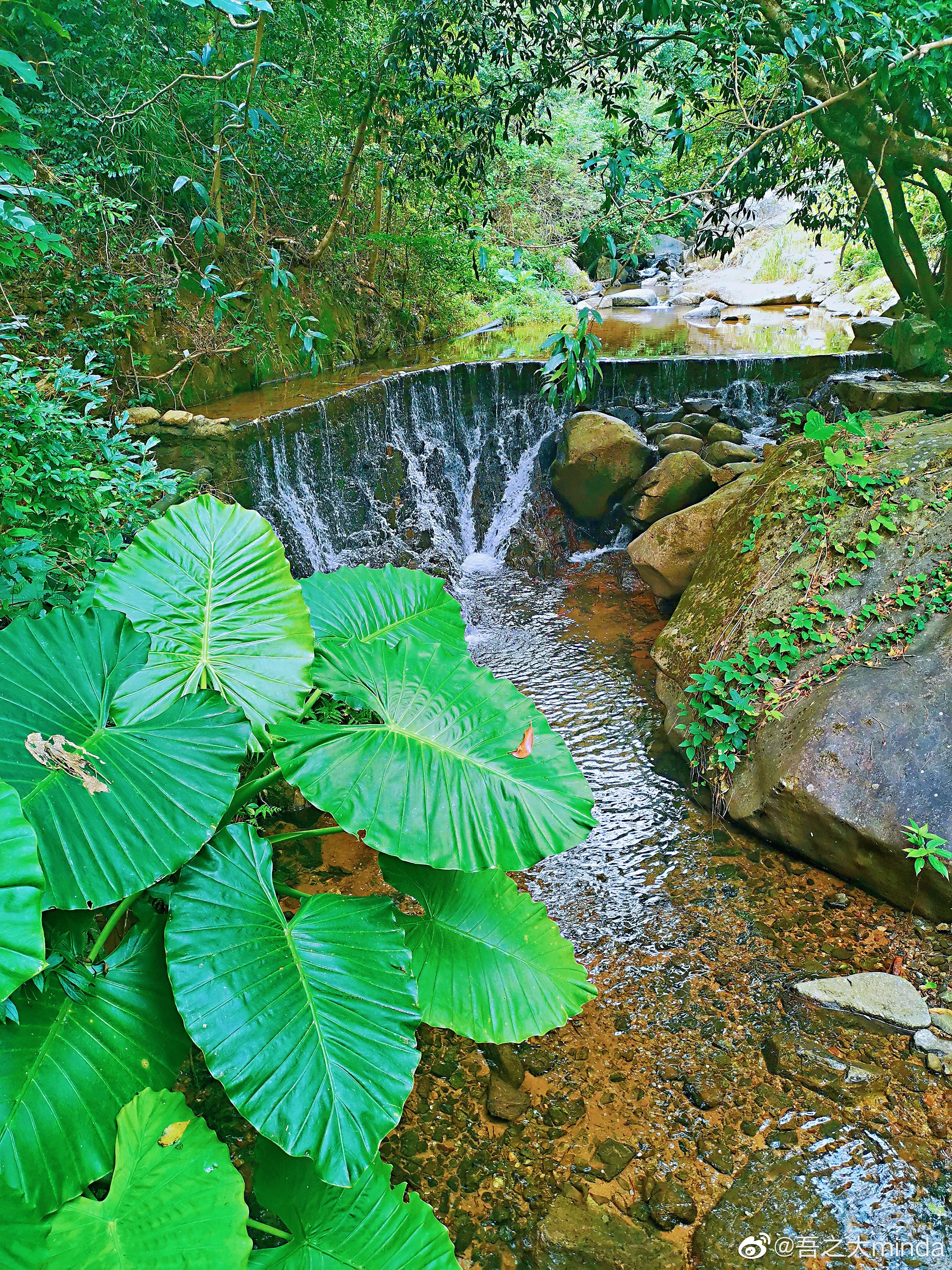 梧桐山下幽径,梧桐山下清风明月