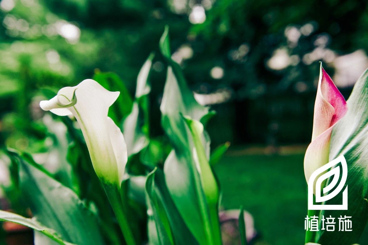 「植培施」马蹄莲Zantedeschiaaethiopica球根花卉栽培手册
