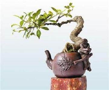 盆景美不胜收,盆景艺术巧夺天工