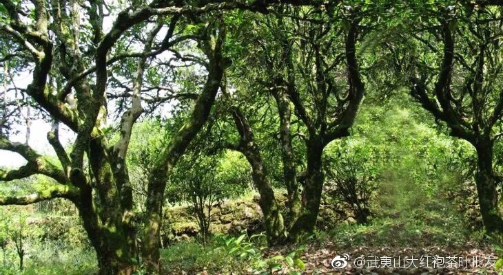 关于黑茶的几个真相真香,关于黑茶的软文