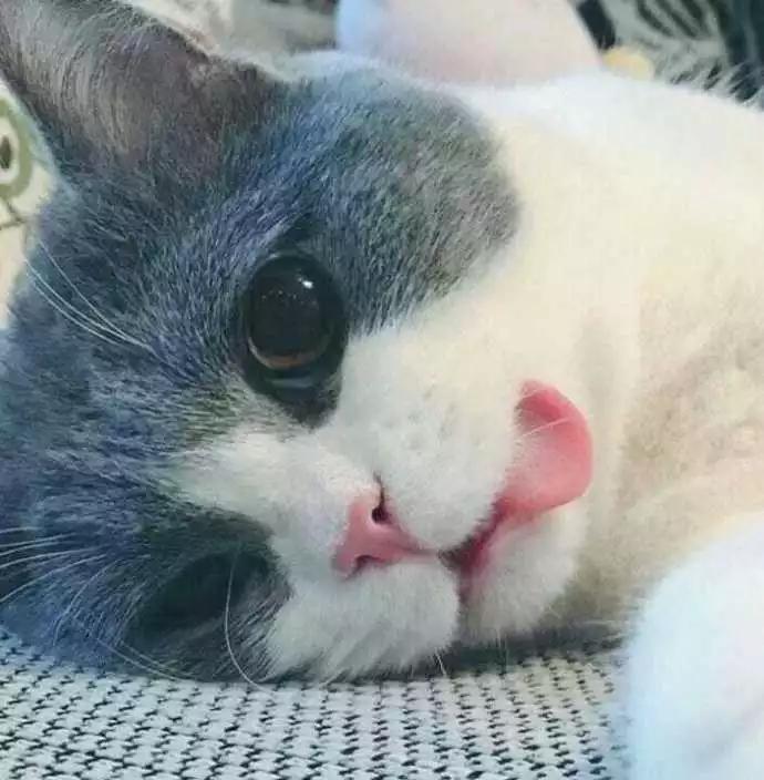 猫咪绝育麻醉多久恢复正常行走,猫咪做绝育手续前后注意什么