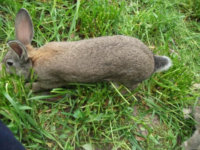 养兔场獭兔养殖技术图解,獭兔养殖与肉兔养殖的区别