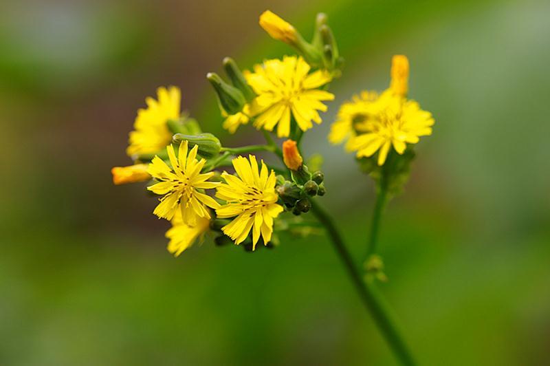 农村的各种野菜有营养吗,田间野菜好吃