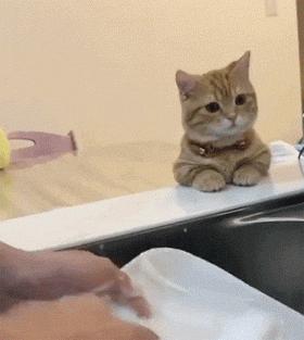 养猫会给家庭带来快乐,养猫会给人带来的好运