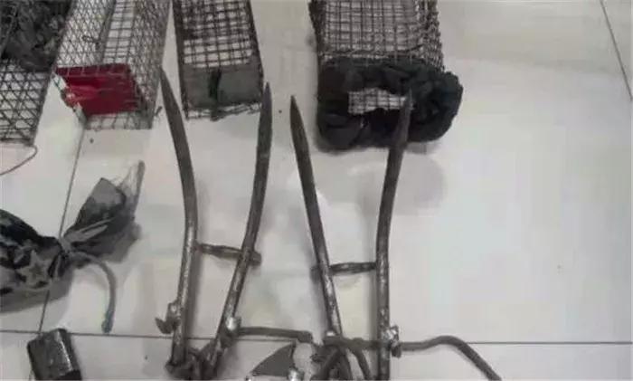 网红飞鼠被非法捕捉，不做检疫便低价出售，专家建议：危险别养！