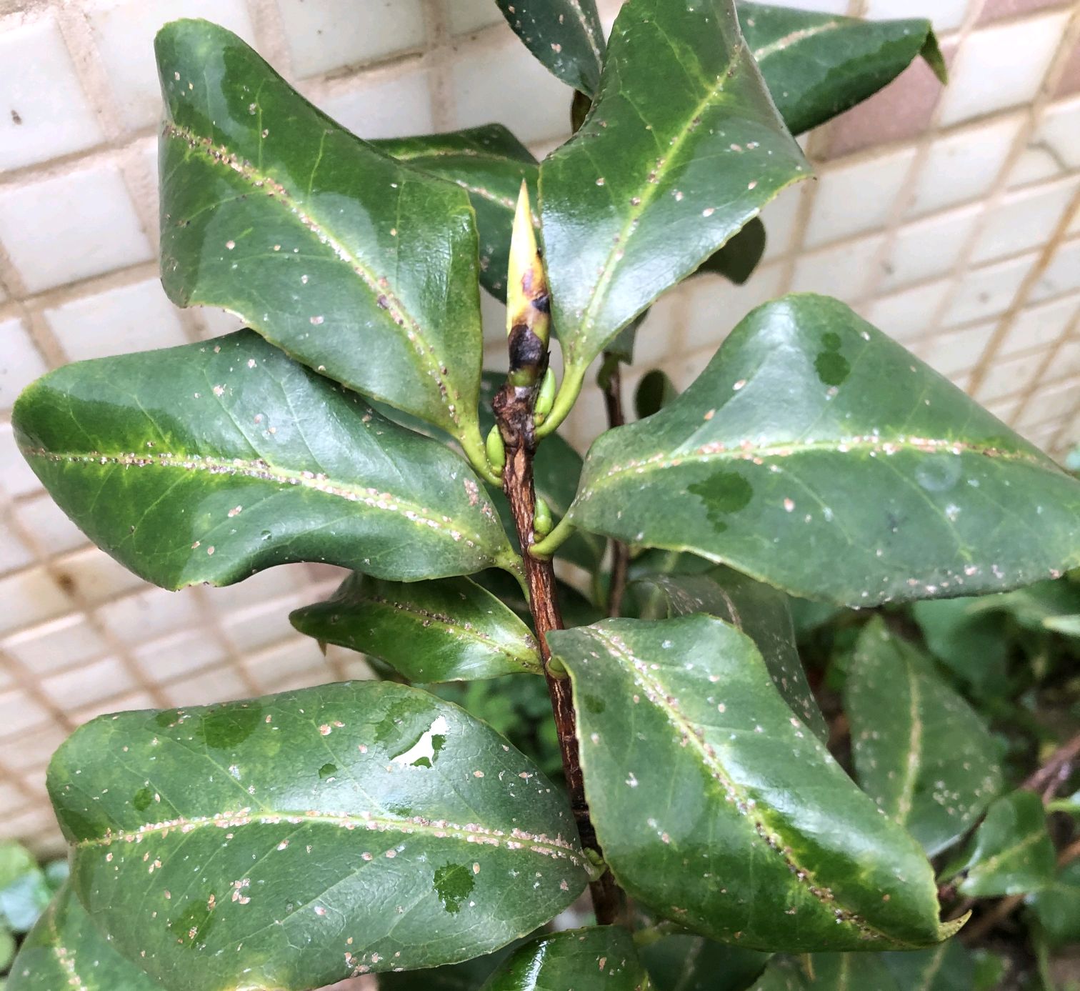 茶花长得很好突然掉叶,茶花新长出来的叶子枯萎怎么回事