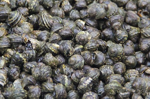 史上最全面的海鲜大咖,史上最全海鲜视频