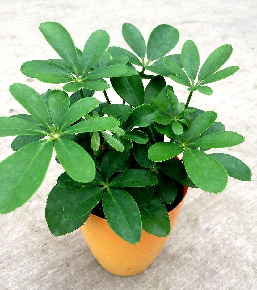 养什么植物可以湿润空气,哪些植物在家里养可以净化空气