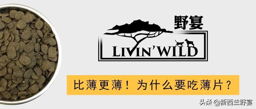 新手养猫解读猫咪8种迷惑行为,养猫一定要牢记七不要对猫咪有益