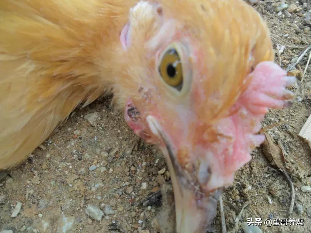 如何防治鸡产蛋下降,季节交替的病