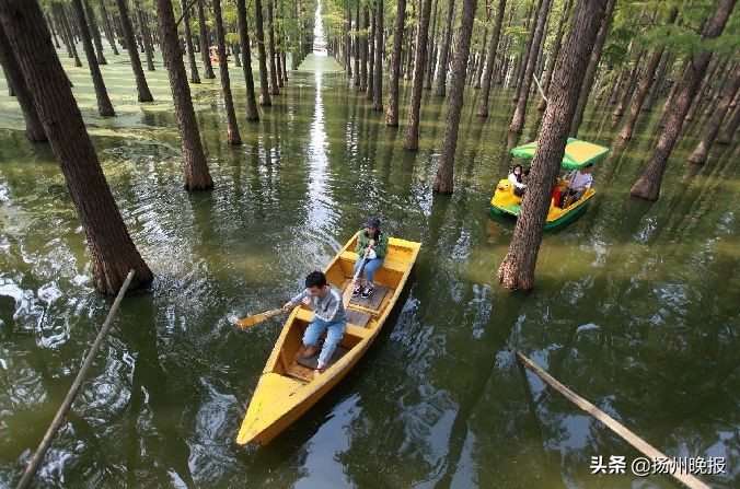 2018年冬天扬州赏花攻略,扬州11月秋景打卡地
