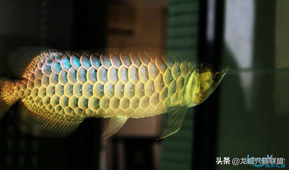 龙鱼受惊后关灯静养还是开灯,龙鱼刚到家应该开灯还是关灯静养