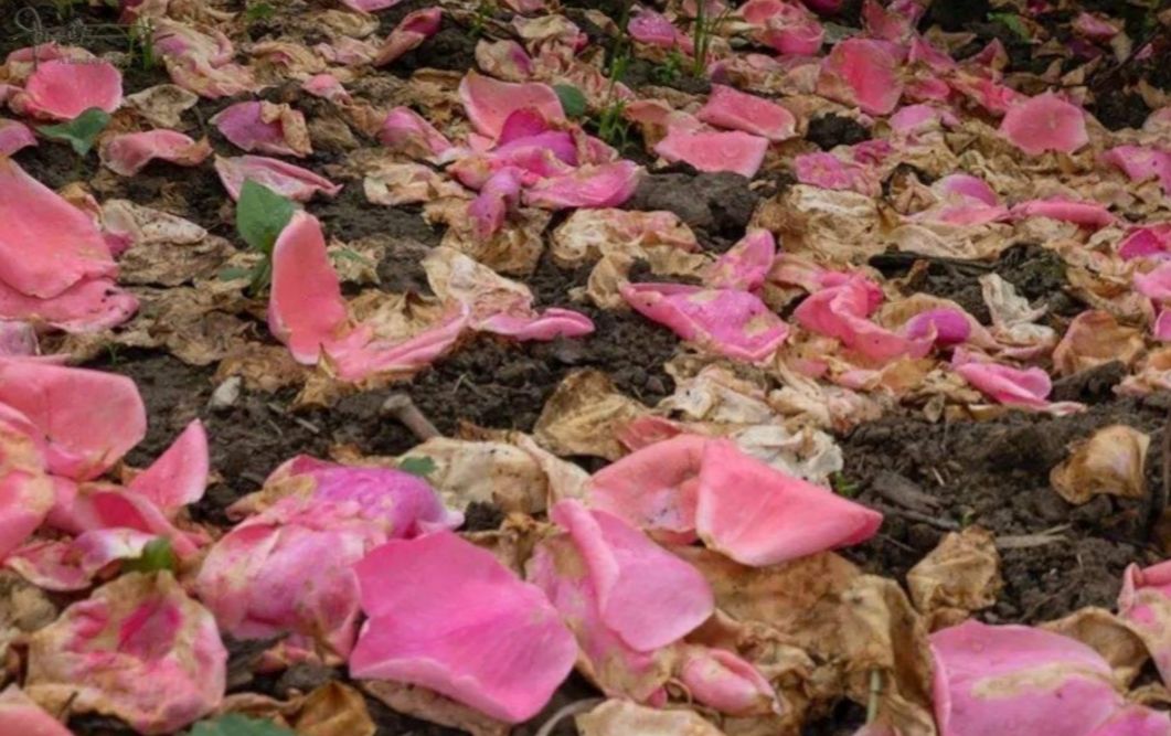 梅雨季节月季怎样抗黑斑病,夏天雨季月季黑斑病很严重怎么办