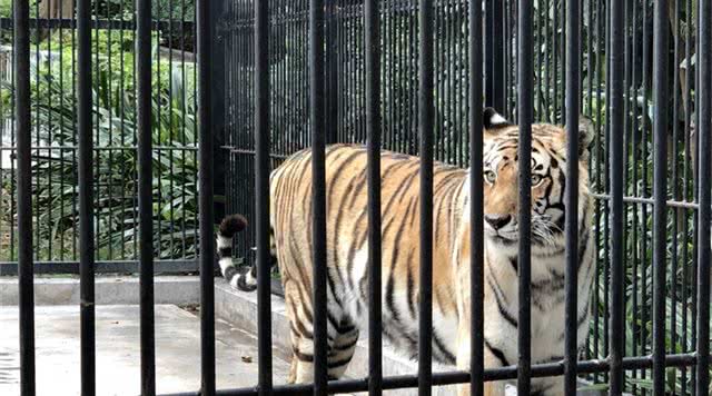 广东省内森林旅游景点,广东森林公园排行榜