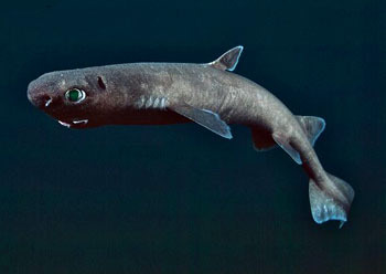 观赏淡水小鲨鱼种类及图片,海洋馆鲨鱼的种类名字