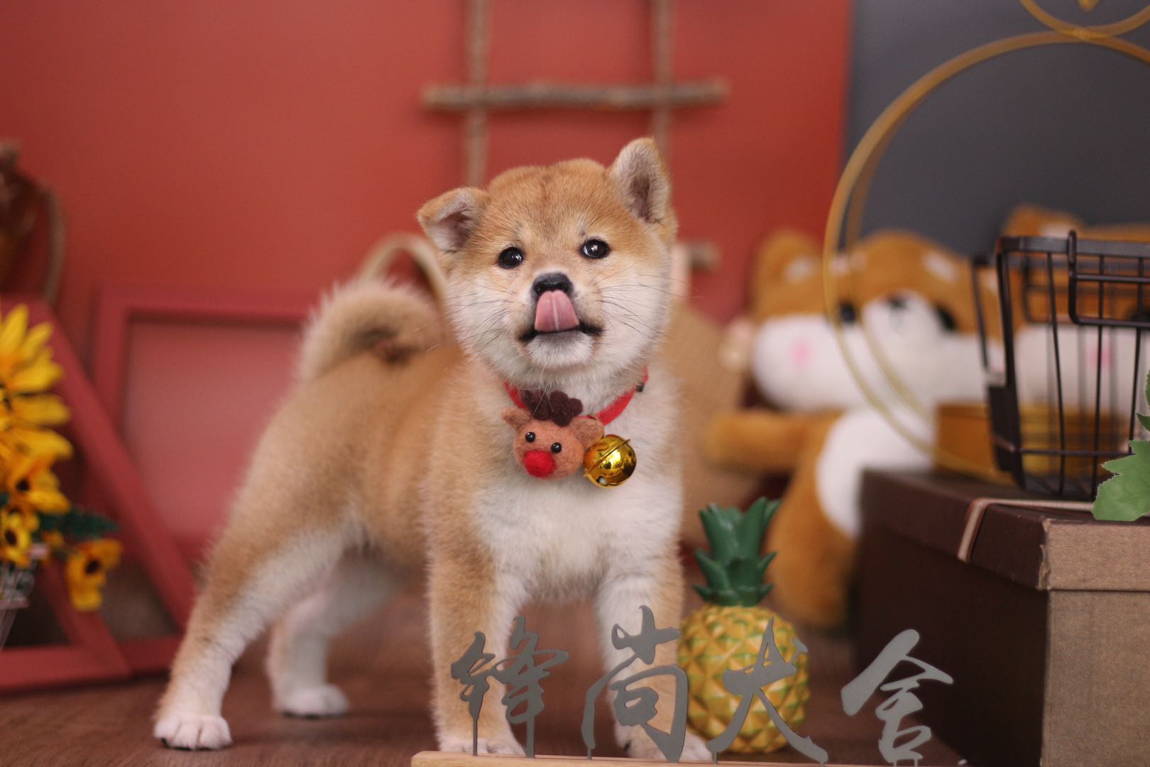 在柴犬犬舍买一只残血是什么体验,宠物市场的柴犬串串怎么来的