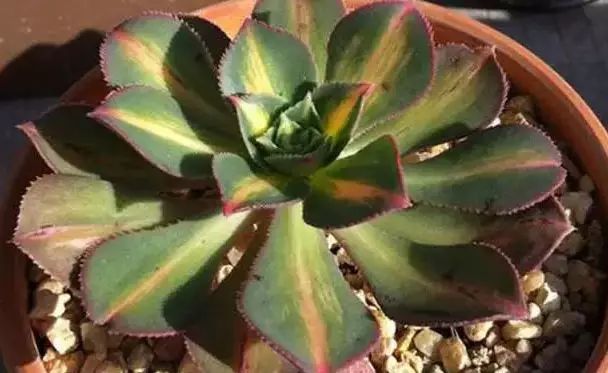 多肉早安图片大全,多肉大全100图