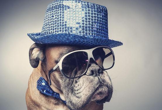 狗生命力强还是猫生命力强,狗耐力比人强吗