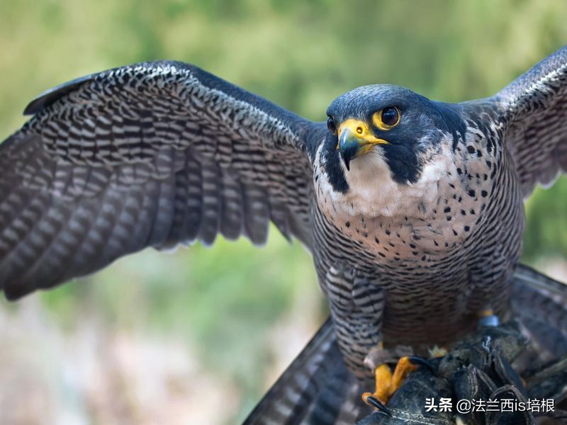 飞得最快的游隼，破解了航空史上的气流分离难题
