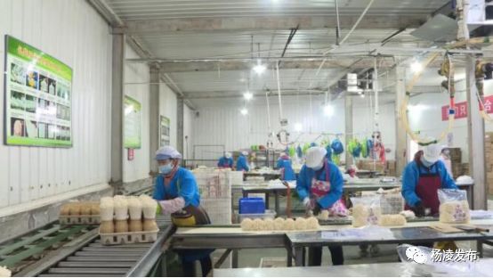 杨凌即将开工的工作,杨凌复工的最新通告