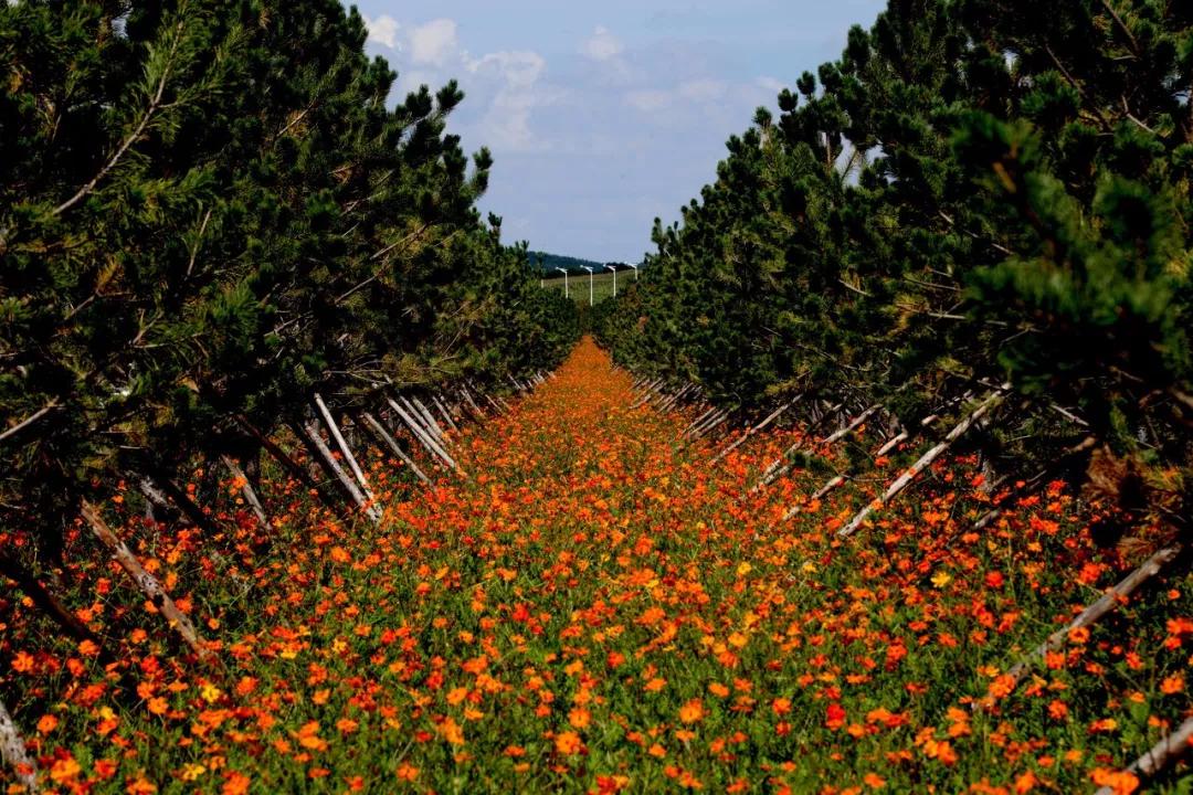 东北三省最适合宜居的城市,东北三省宜居养老城市