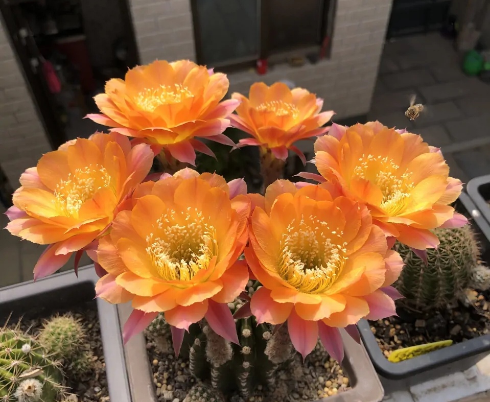 人养花花养人养花养出好心情,适合家养的盆栽花卉大全