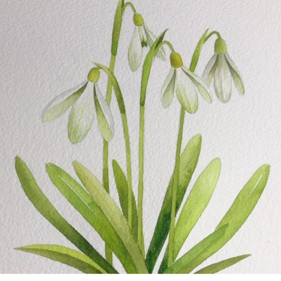 一分钟教你简单画花,简单的花卉图教程