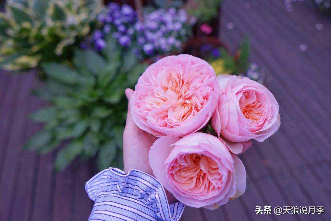 如何打造四季开花的花园,如何打造四季都有花的花园