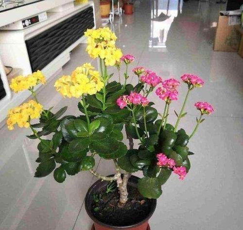 养花必备植物嫁接和养护技巧,养花匠秘籍