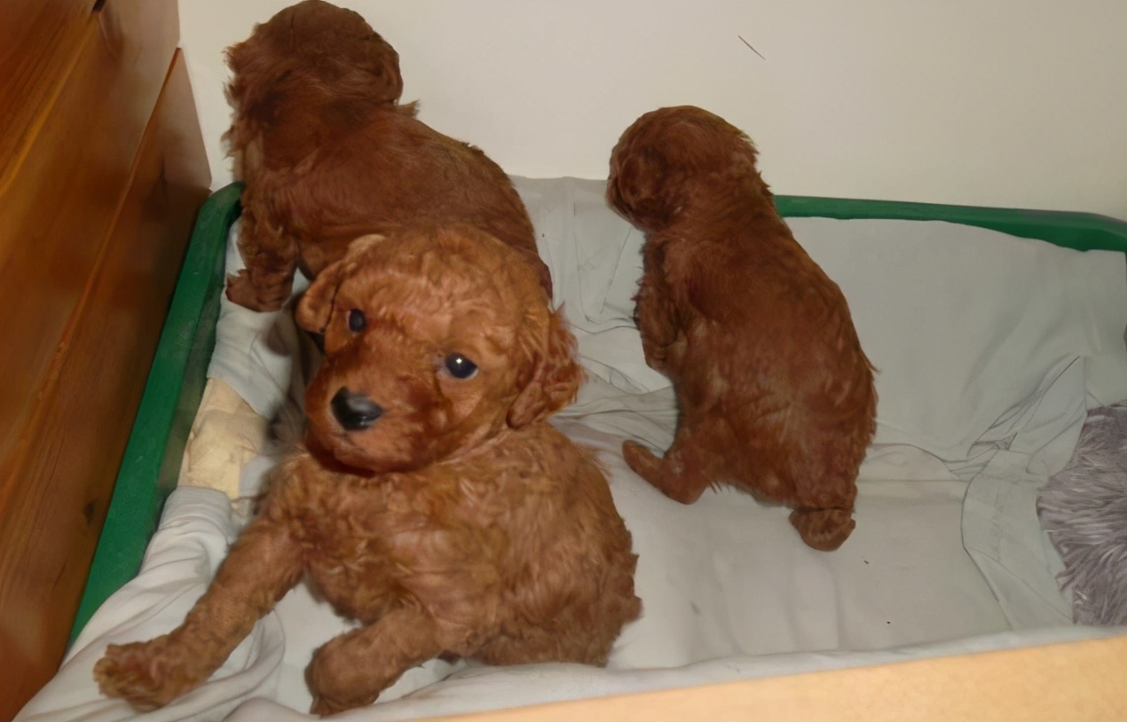 45天贵宾犬的饲养方法,4个月贵宾犬的饲养方法