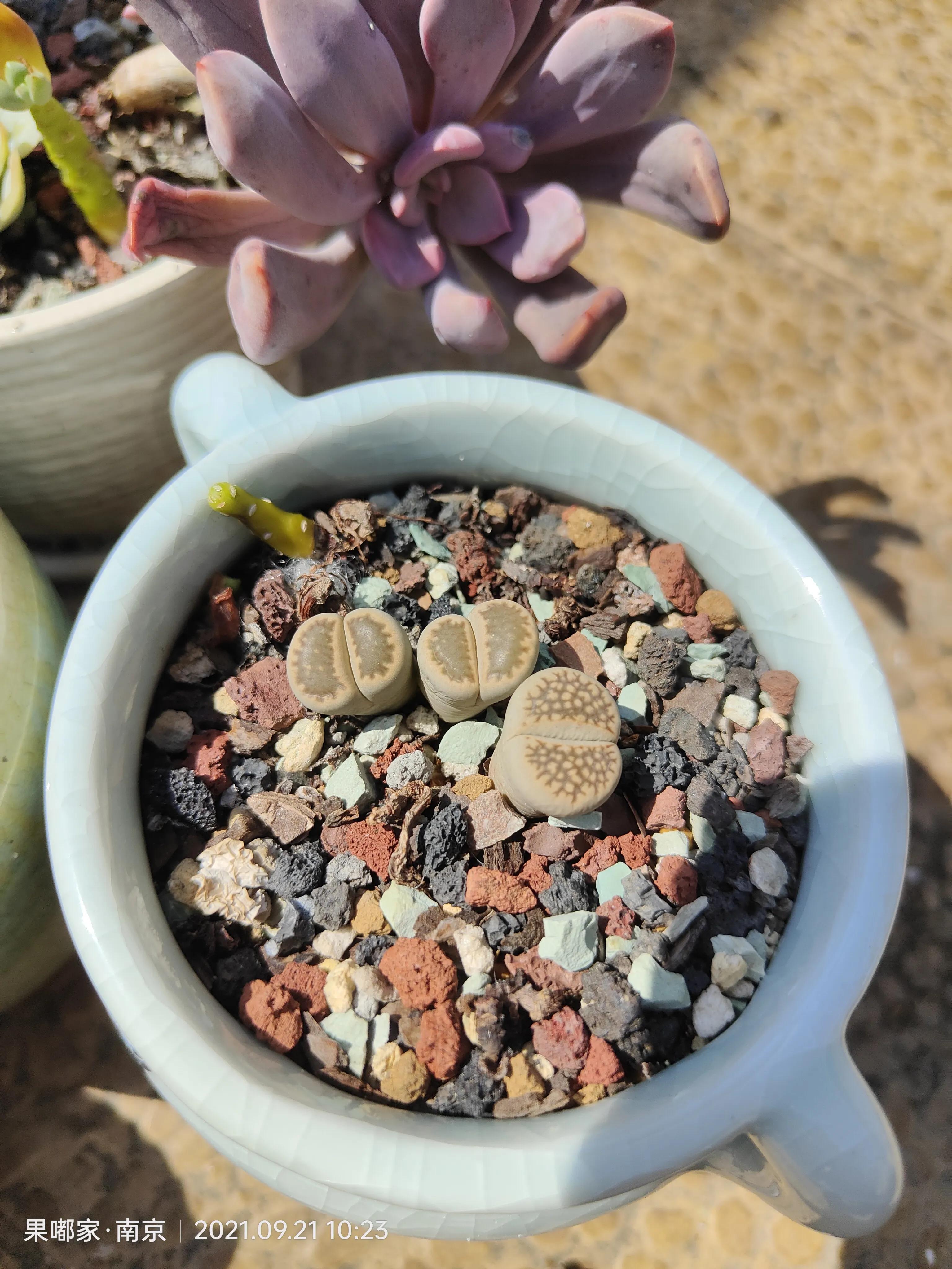 肉肉们比咱们想象中的坚强多了