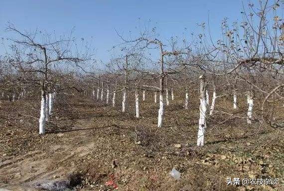 苹果腐烂病或根腐病怎么治,苹果干腐病最佳防治方法
