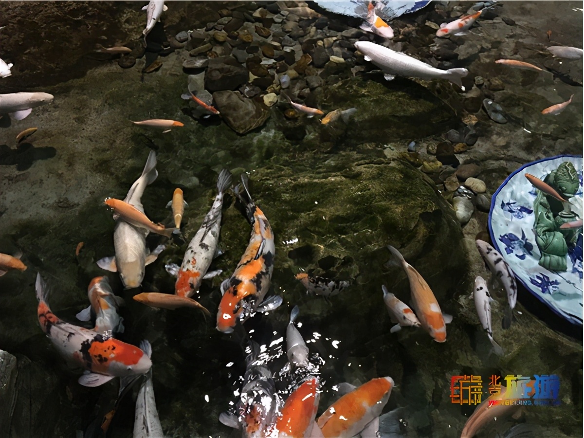 北京海洋馆超大锦鲤,北京海洋馆锦鲤