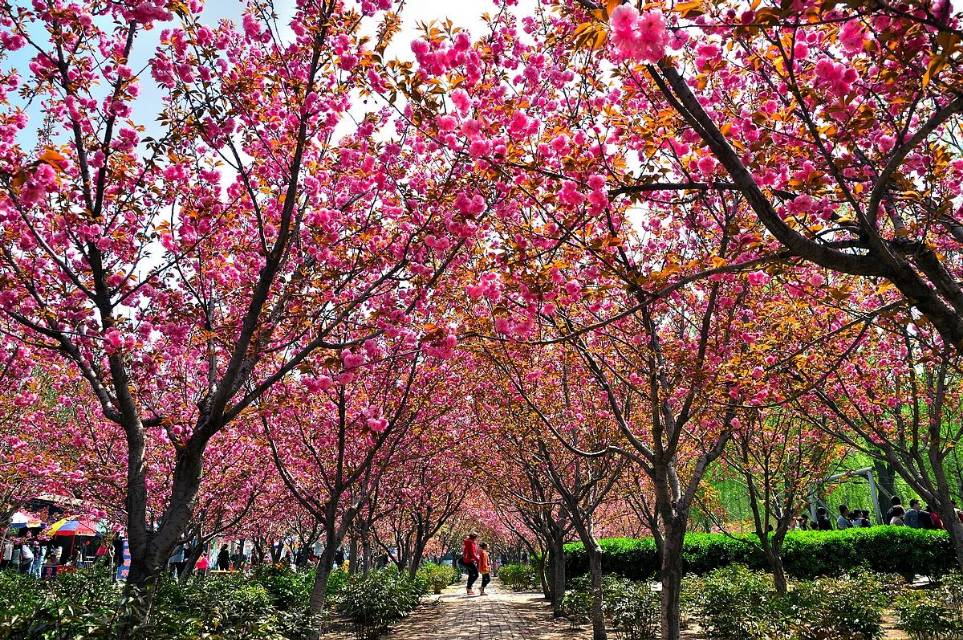 聊城姜堤乐园攻略,聊城姜堤乐园的全景