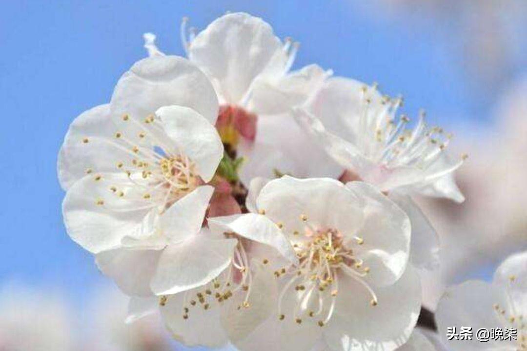 歇马杏北寨红杏,歇马杏花