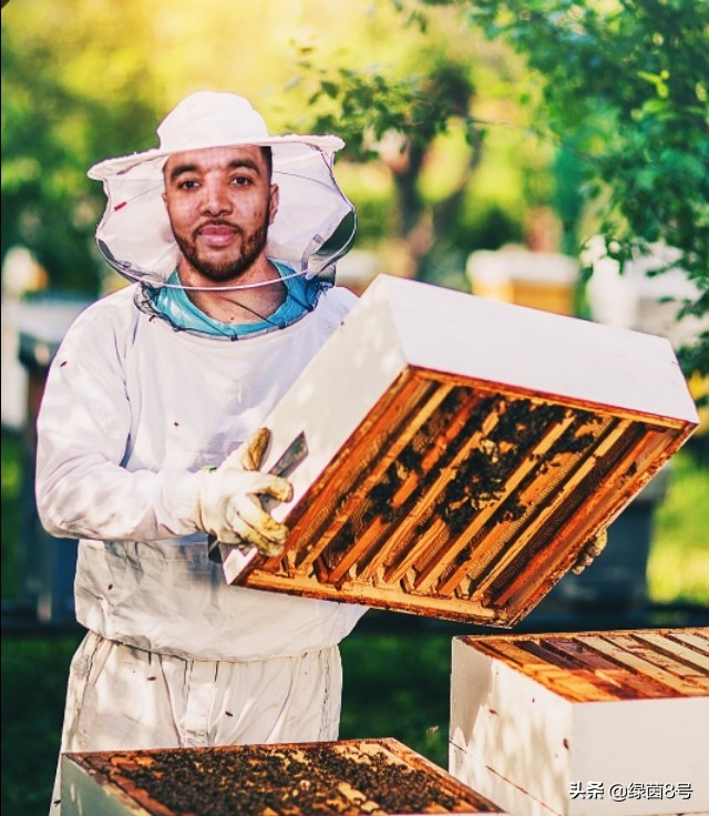 英超球队标志都是什么,英超热刺标志