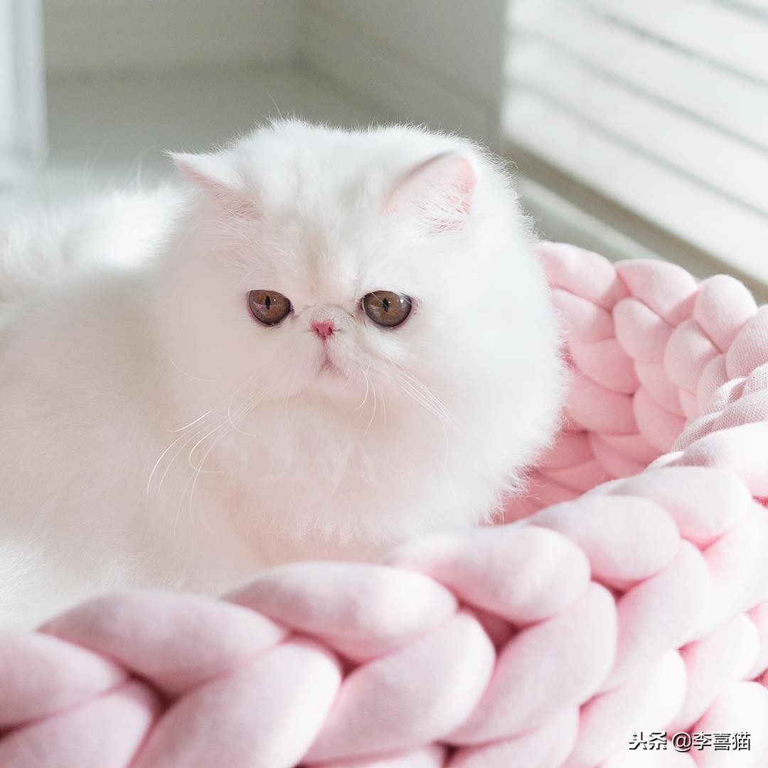 各种猫咪不同的外表和性格,不同品种的猫咪特点