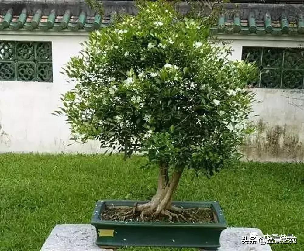 天生好养的36种盆景植物,什么植物盆景适合屋内养