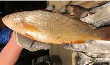 开海特价海鲜,开海的海鲜视频