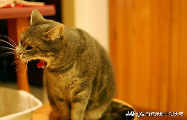 猫咪呕吐如何判断是猫粮有问题,猫咪呕吐如何确定是猫粮问题