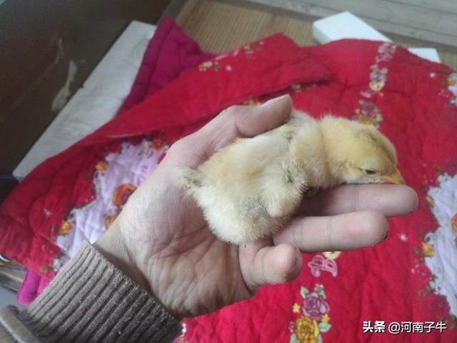 在家里如何孵化小鸡,自己在家怎么简单孵化小鸡