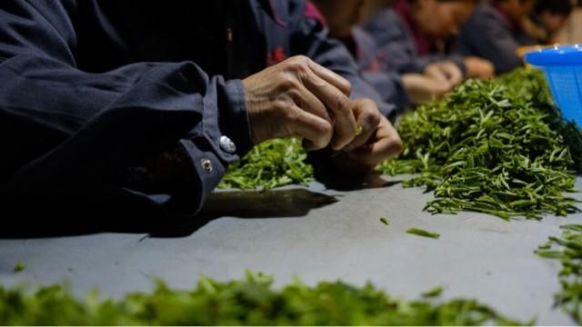 碧螺春茶叶知识,碧螺春茶知识介绍