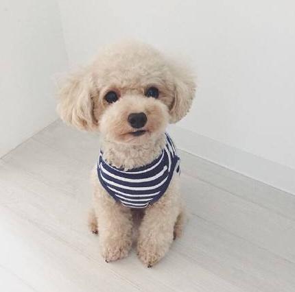 新手养泰迪要避免哪些错误,养泰迪必须知道的事