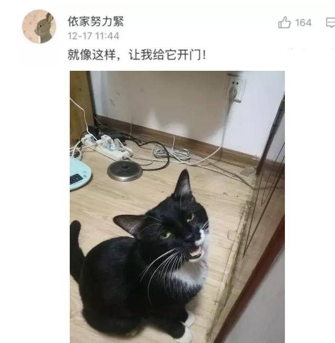 猫咪太聪明严重影响铲屎官脱单啊,猫咪所有的活力都留给了铲屎官