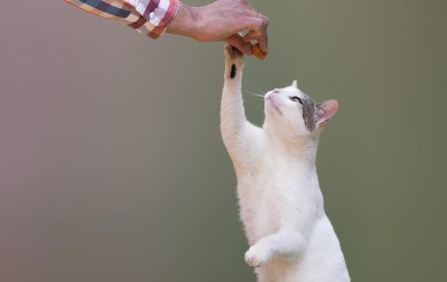 平时给猫吃什么比较好,可以每天给猫吃肉吗