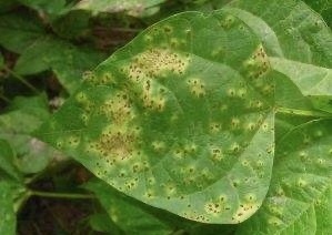 菜豆锈病药剂防治方法有哪些,菜豆锈病最适宜发生的条件有哪些