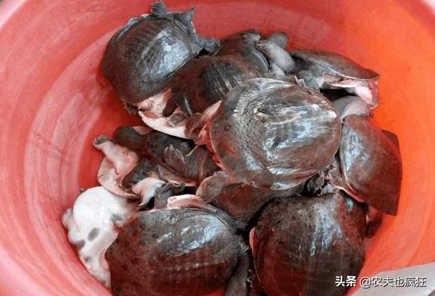 上岸甲鱼莫伸手下山野鸡不能追,上山甲鱼下山鸡不死也得脱层皮