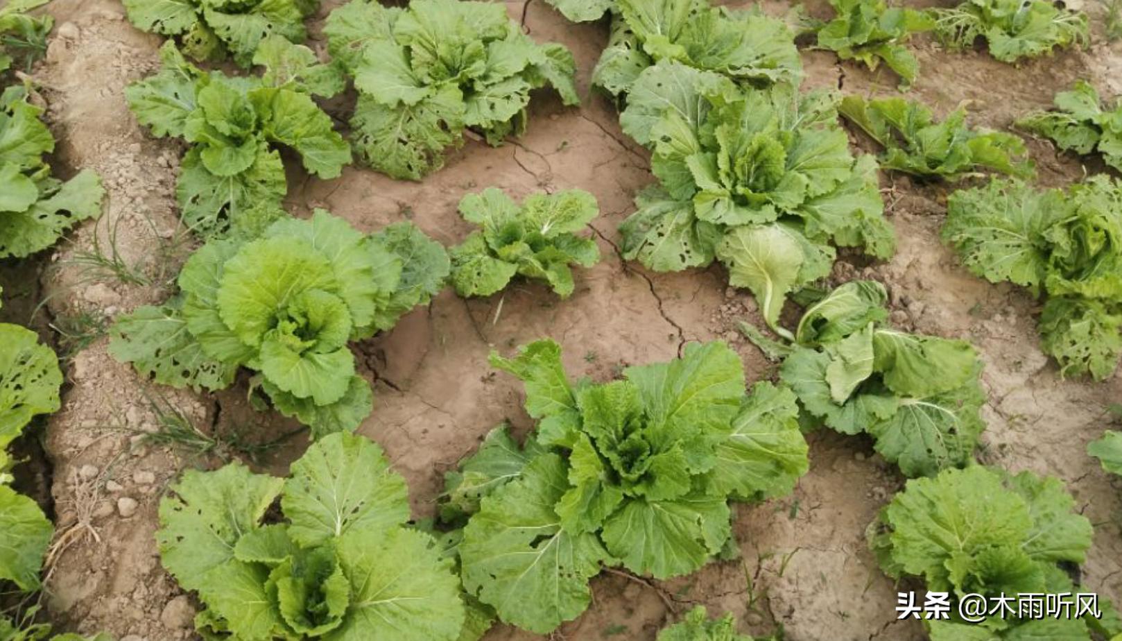 大白菜预防烧心,大白菜防治干烧心的办法