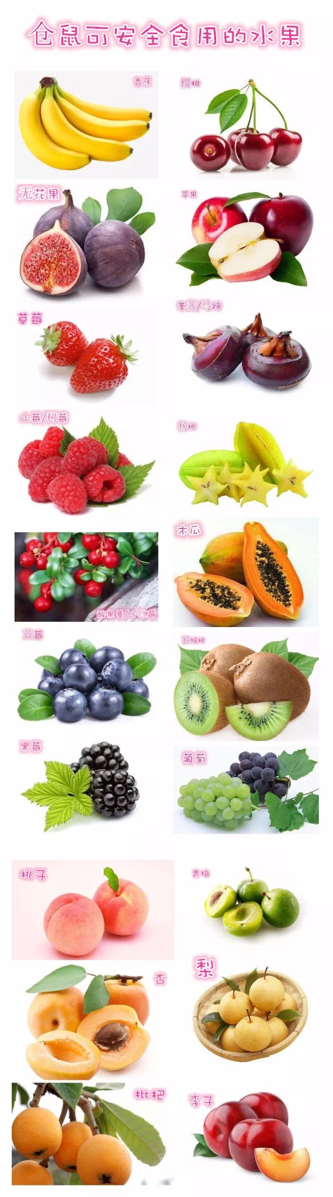 养仓鼠需要准备什么吃的食物,仓鼠饮食食谱