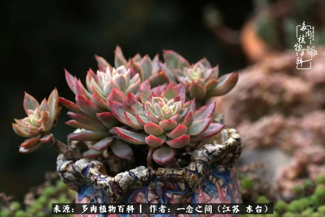 一见多肉误终生,一见多肉误终生从此钱包成路人